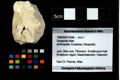 Foto (Objekt + Etikett) von Decapoda indet.  (NHMW-GEO-1990-0041-3246)